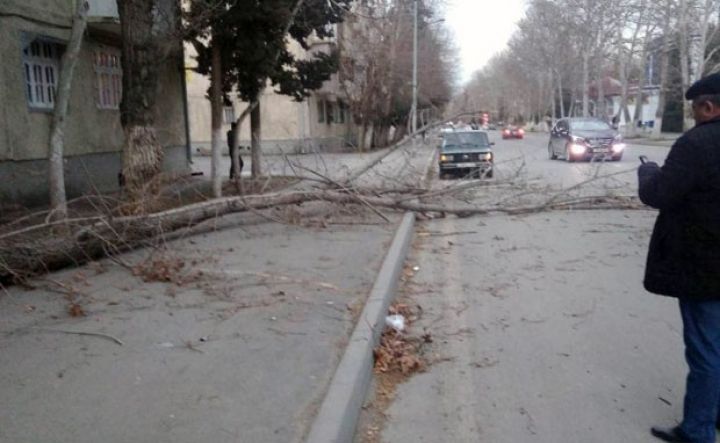 Güclü külək Mingəçevirdə bir sıra fəsadlar törədib