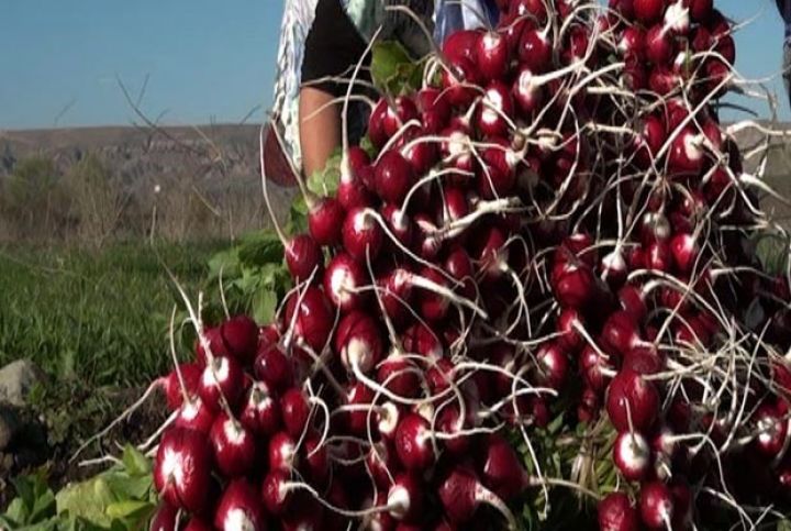 Məhsuldarlıq da, qiyməti də yaxşıdır