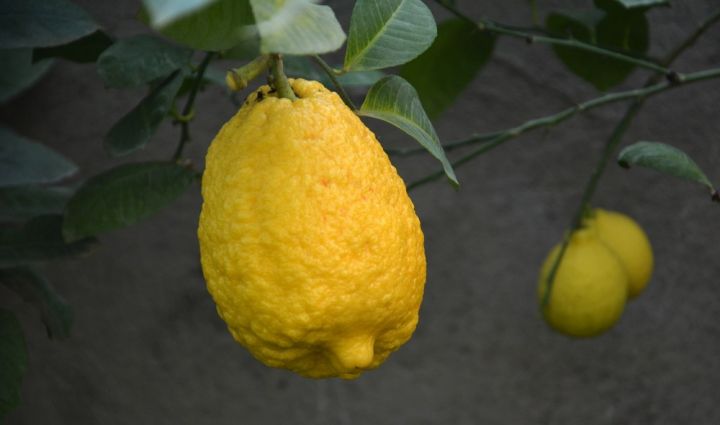 İl ərzində limonçuluqdan 5000-6000 manat arası xalis gəlir əldə edir