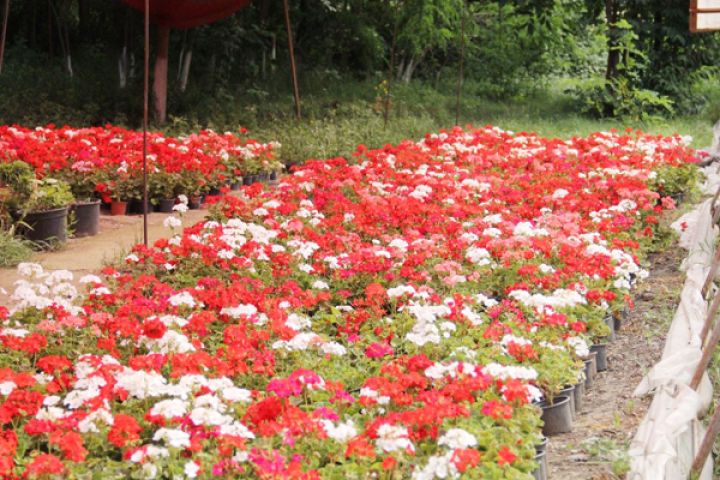 11 hektar ərazidə Ekoloji Park Kompleksi yaradılır