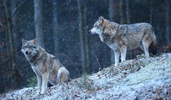 Vəhşi heyvan hücumları ilə bağlı fermerlərə çağırış edildi