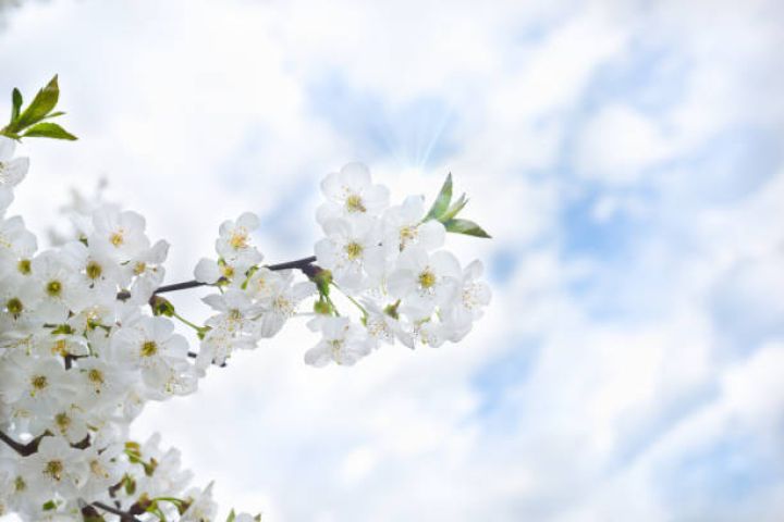 Aprelin 8-də gözlənilən hava şəraiti