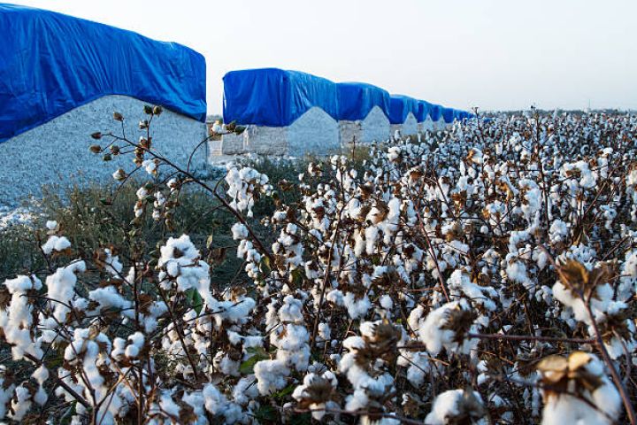 Aqrar şirkətin ixracı 28% artıb